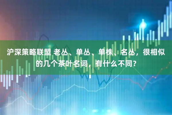 沪深策略联盟 老丛、单丛、单株、名丛，很相似的几个茶叶名词，有什么不同？